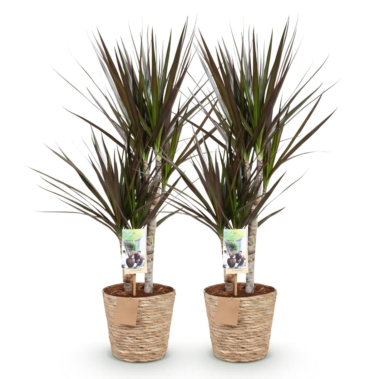 Livraison plante Dracaena Magenta – Lot de 2 – Pot 17 cm – Hauteur 70 - 80 cm