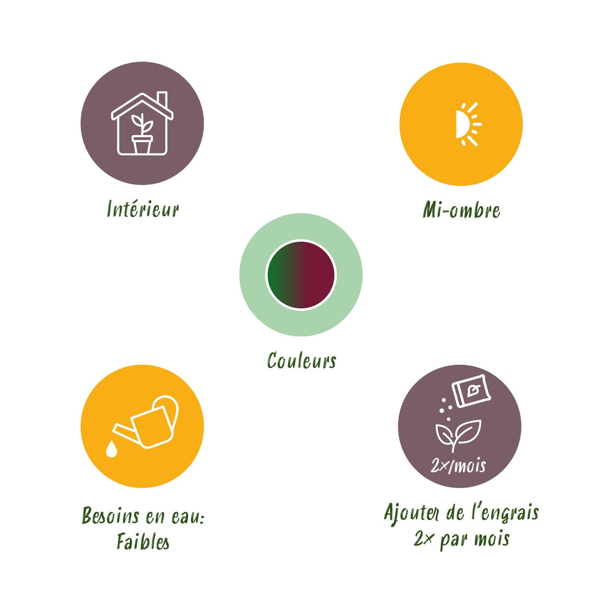 Livraison plante Dracaena Magenta – Lot de 2 – Pot 17 cm – Hauteur 70 - 80 cm