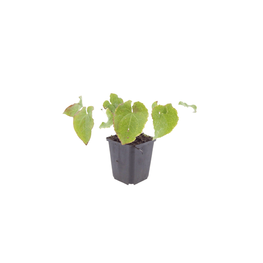 Livraison plante Epimedium