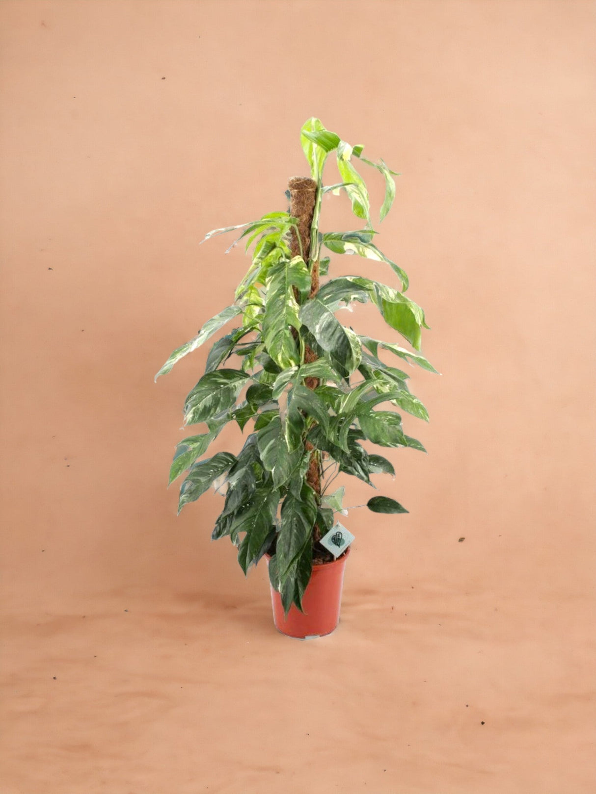 Livraison plante Epipremnum Pinnatum ‘Albo Variegata’