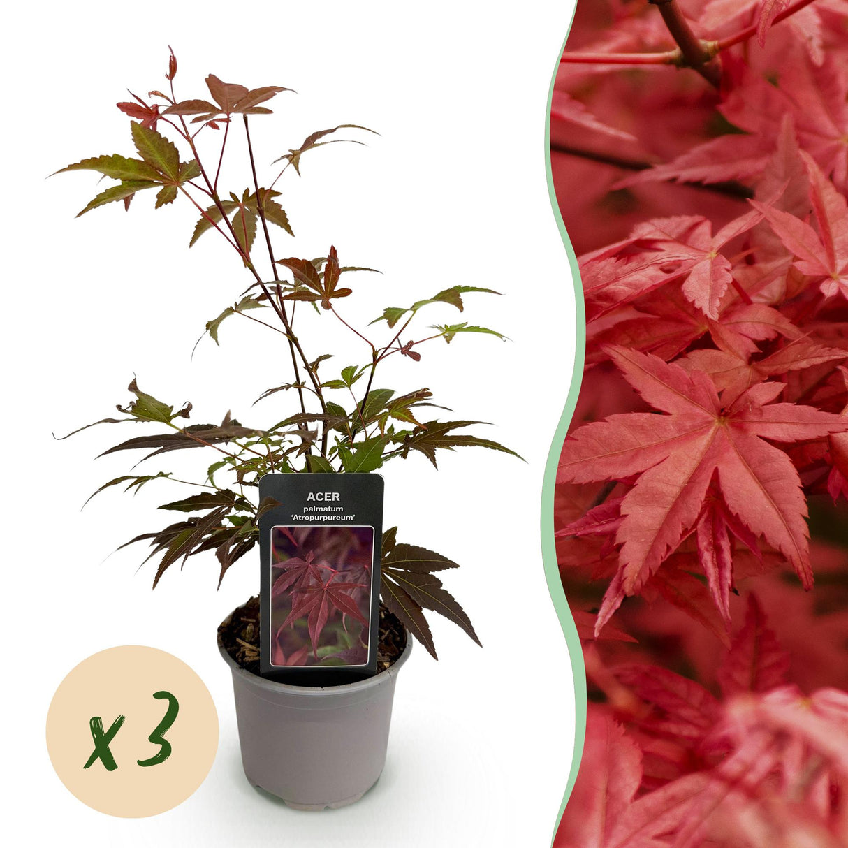 Livraison plante Erable du japon pourpre