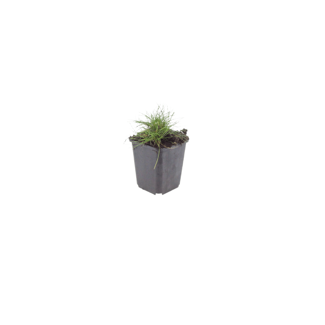 Livraison plante Fetuque de gautier