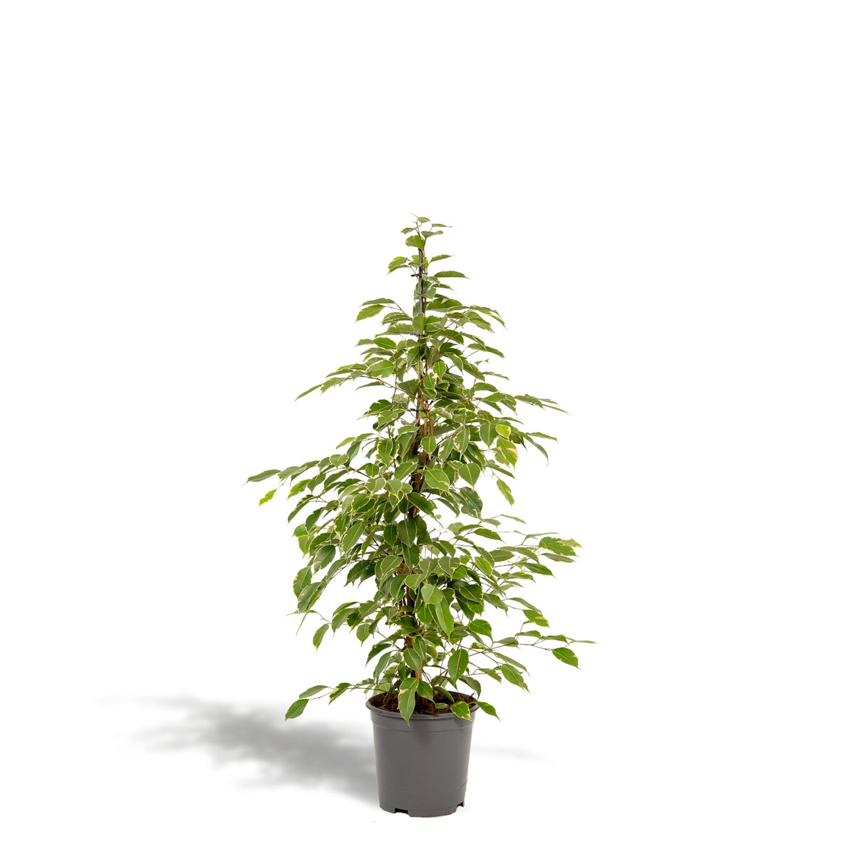 Livraison plante Ficus benjamina Golden King h95cm