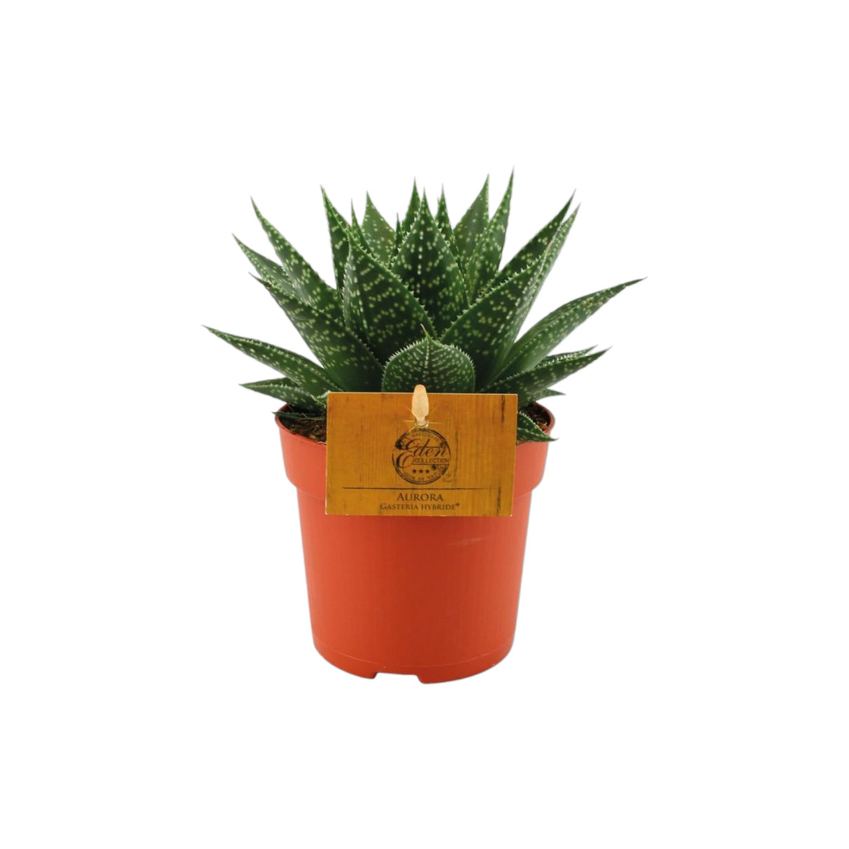 Livraison plante Gasteria Hybride Aurora