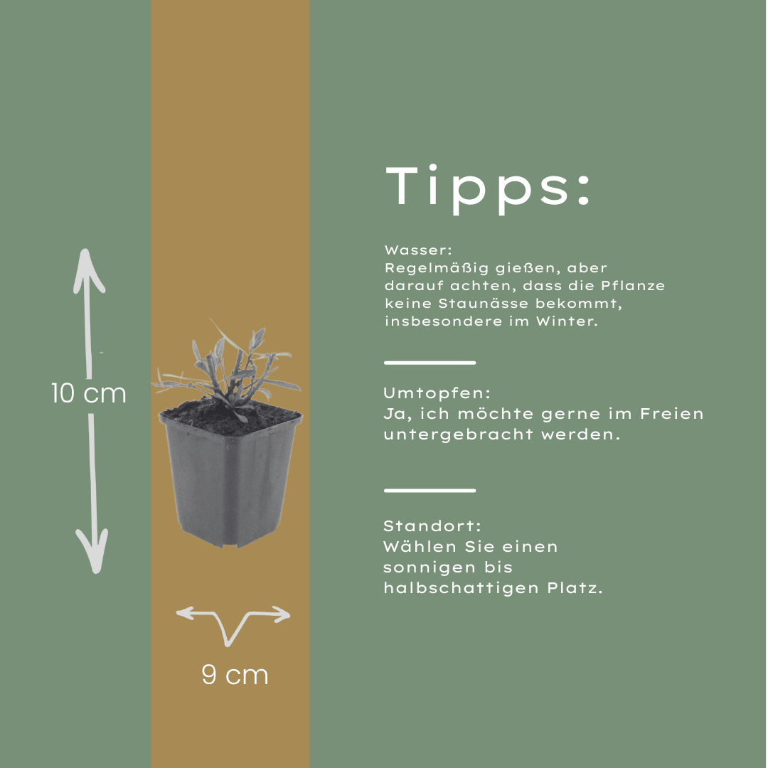 Livraison plante Gaura blanche papillon