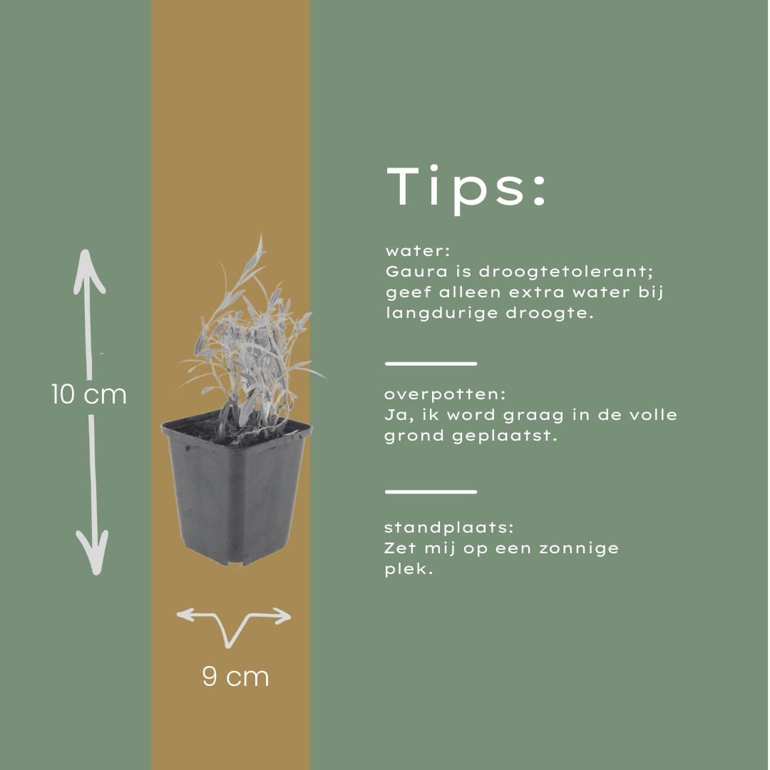 Livraison plante Gaura lindheimeri