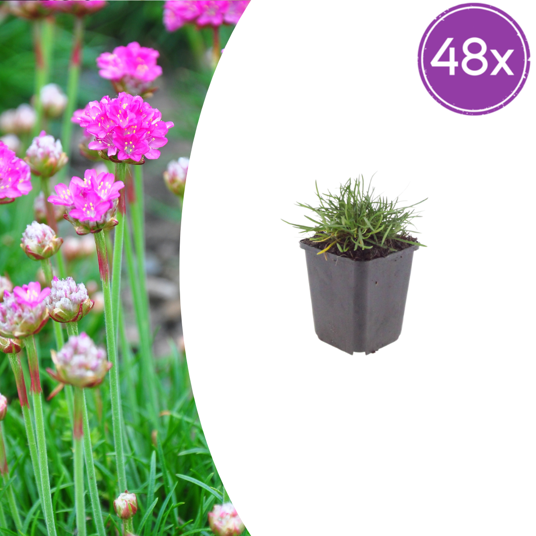 Livraison plante Gazon d'Espagne Armeria