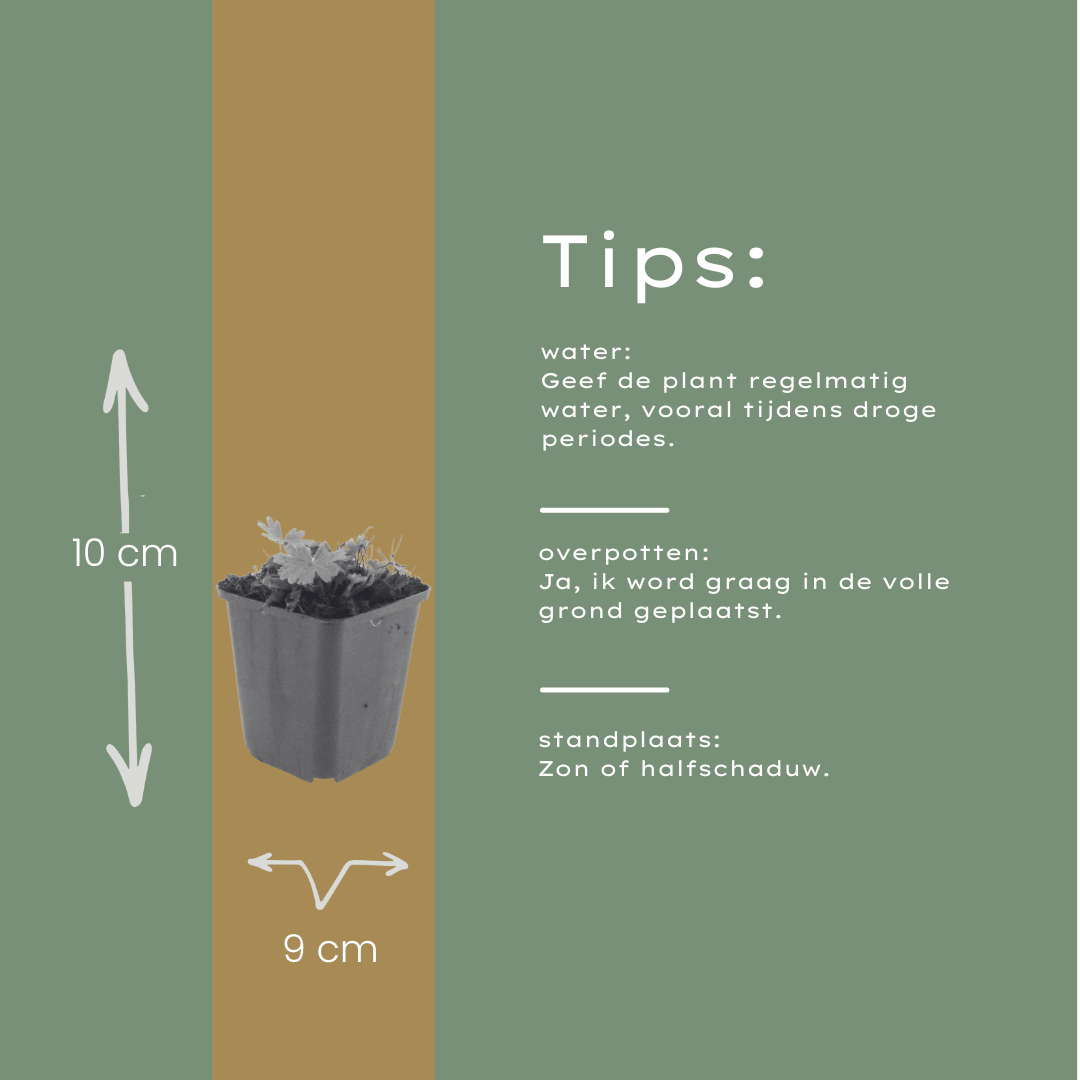 Livraison plante Geranium Max frei