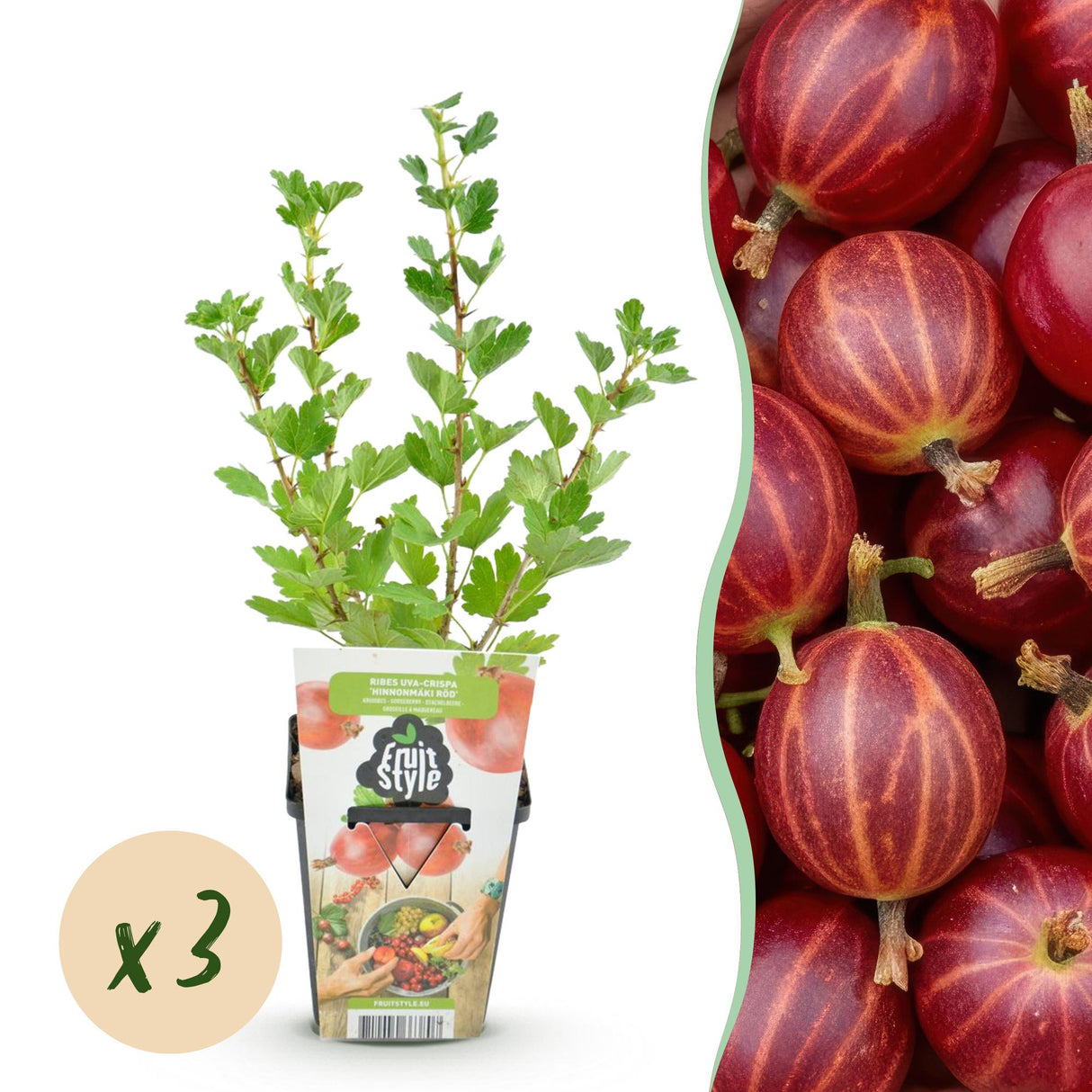 Livraison plante Groseillier à maquereau Hinnonmaki Röd – Lot de 3 – Pot 9 cm
