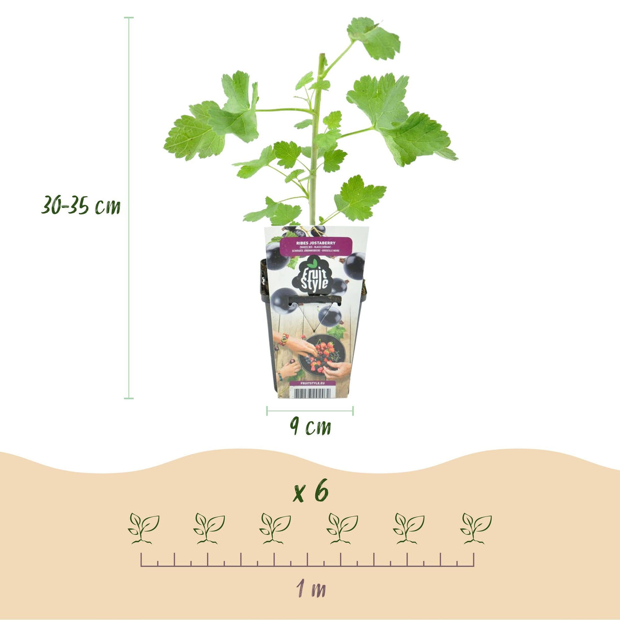 Livraison plante Groseillier Jostabes – Lot de 6 – Pot 9 cm