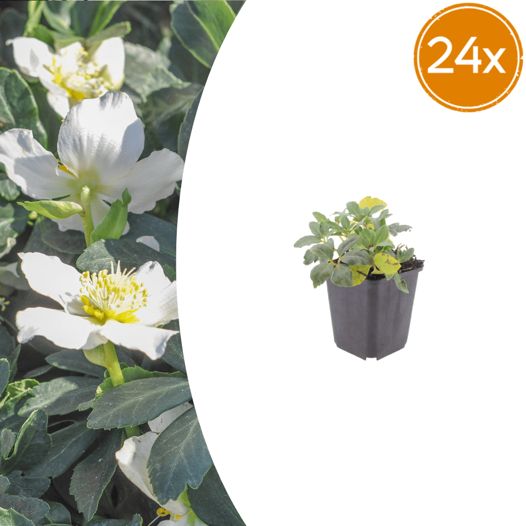 Livraison plante Hellebore oriental