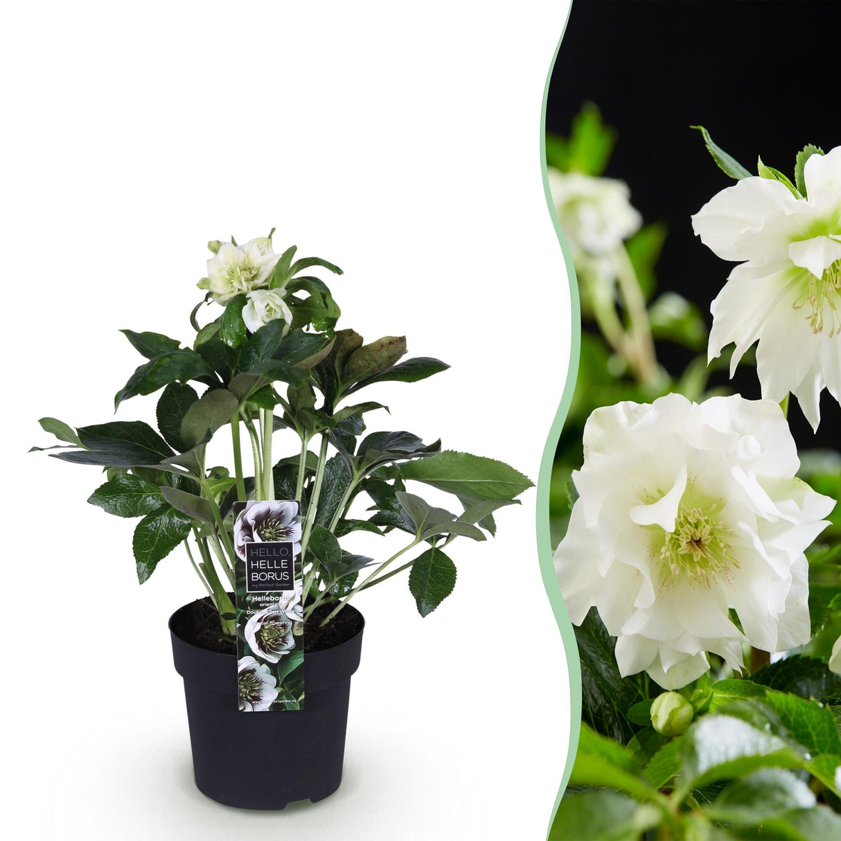 Livraison plante Hellébore orientale Double Ellen White
