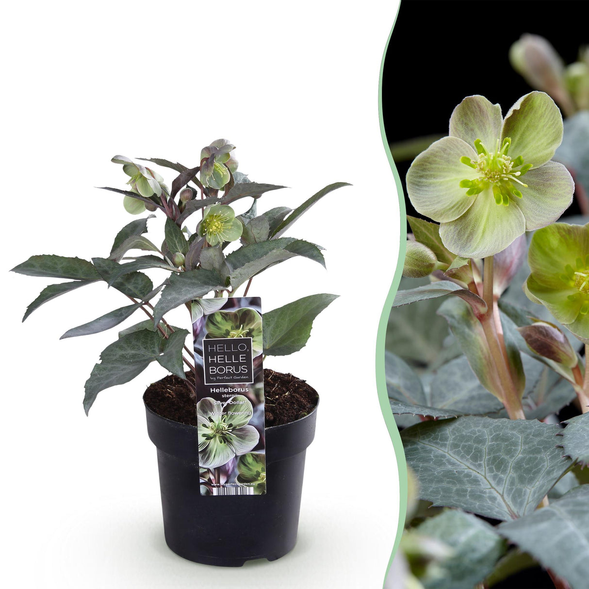 Livraison plante Hellébore sternii Silver Dollar – Lot de 1 – Pot 14 cm