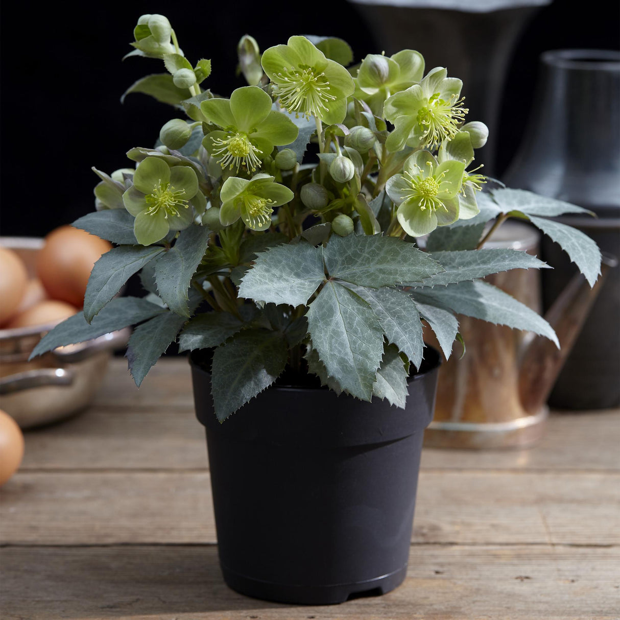 Livraison plante Hellébore sternii Silver Dollar – Lot de 1 – Pot 14 cm