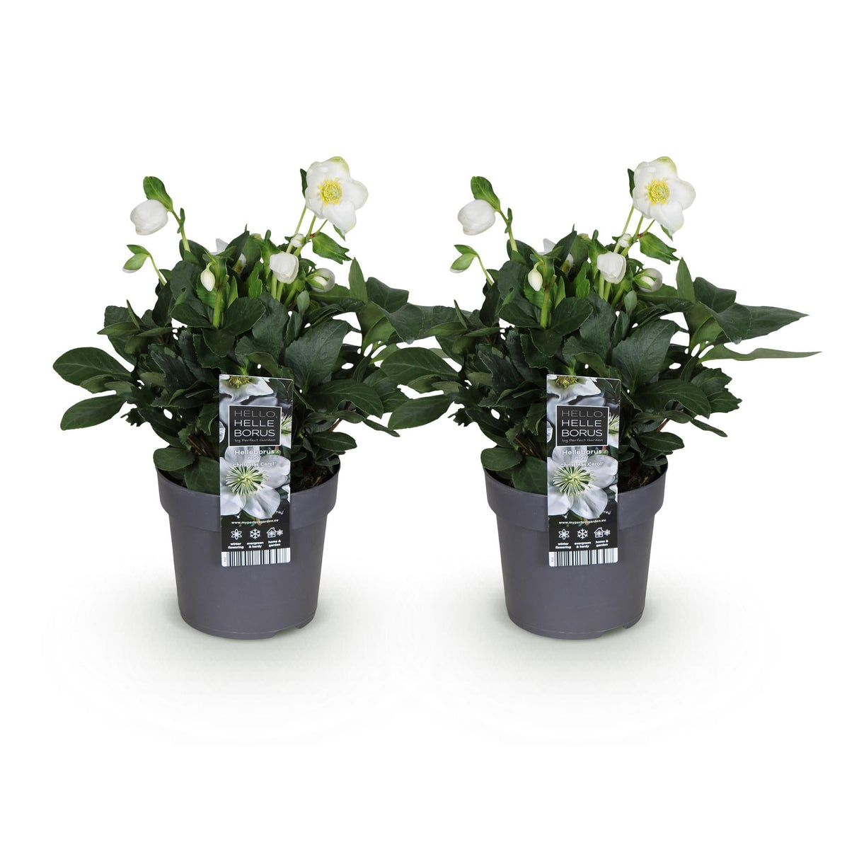 Livraison plante Helleborus Christmas Carol – Lot de 2 – Pot 14 cm