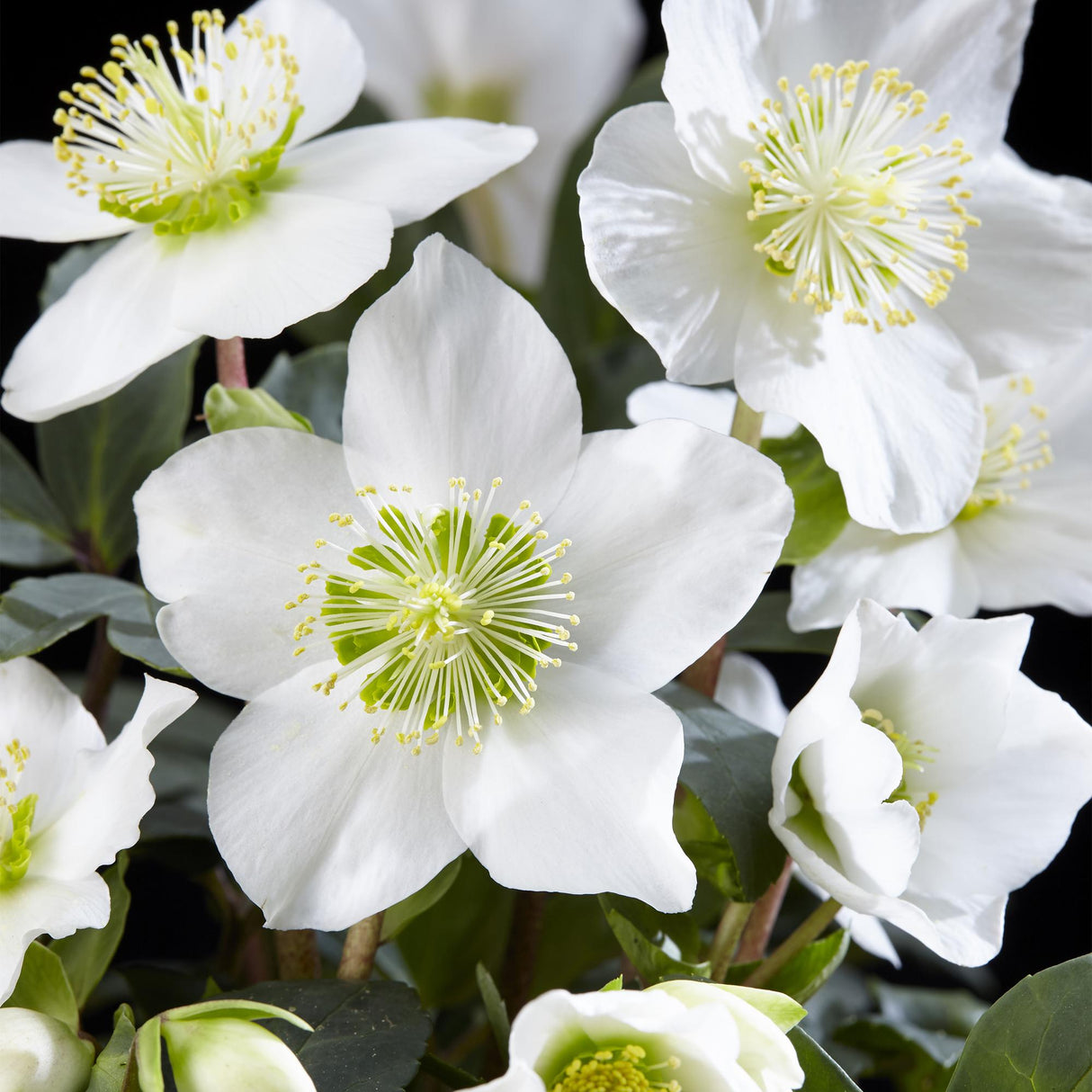Livraison plante Helleborus Christmas Carol – Lot de 2 – Pot 14 cm