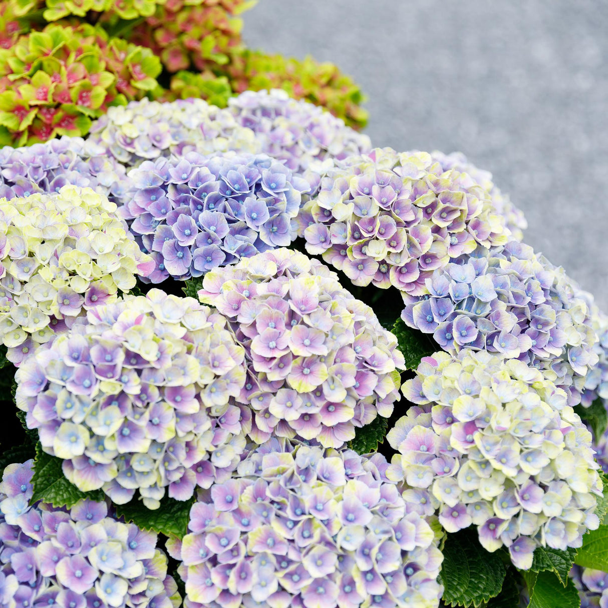 Livraison plante Hortensia Magical Jewel Blue – Pot 23 cm – Hauteur 55 cm