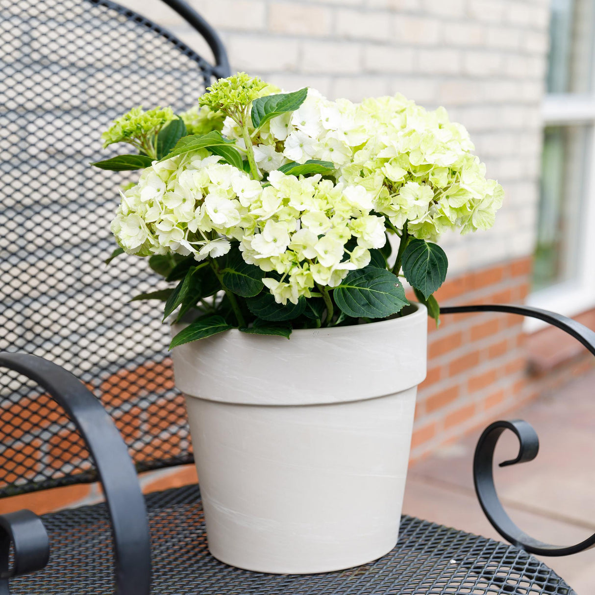 Livraison plante Hortensia Magical Noblesse – Pot 23 cm – Hauteur 55 cm