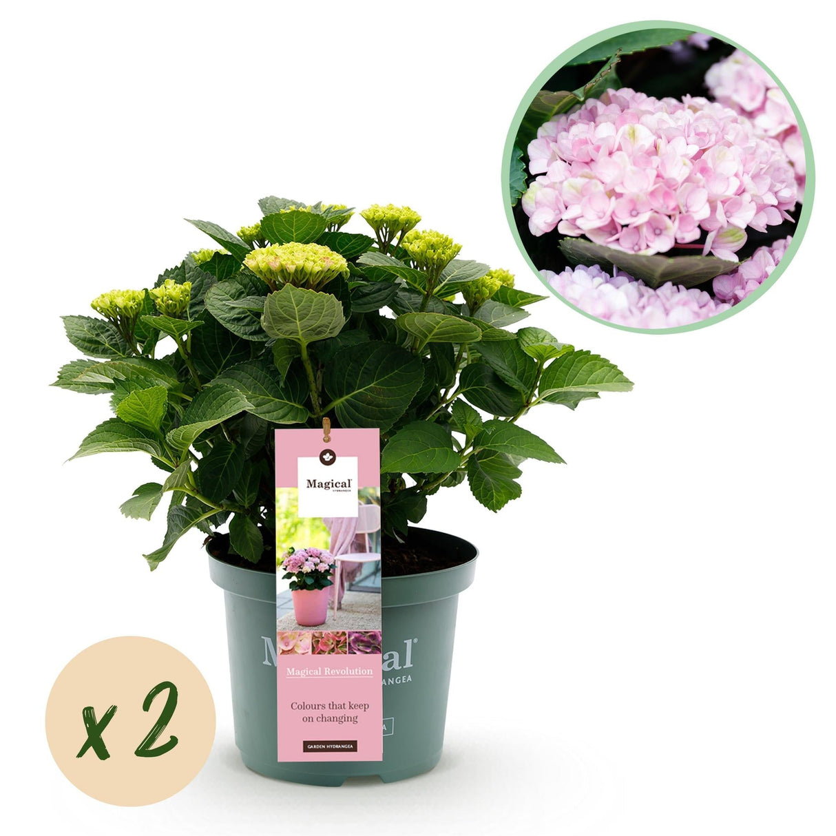 Livraison plante Hortensia Revolution Pink