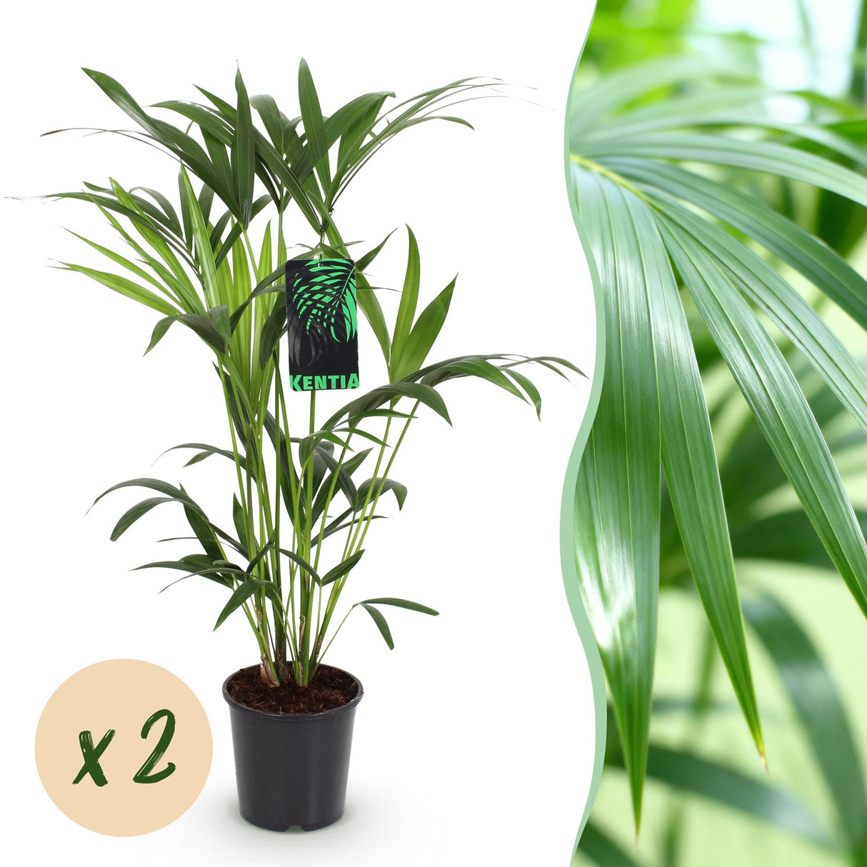 Livraison plante Howea Forsteriana
