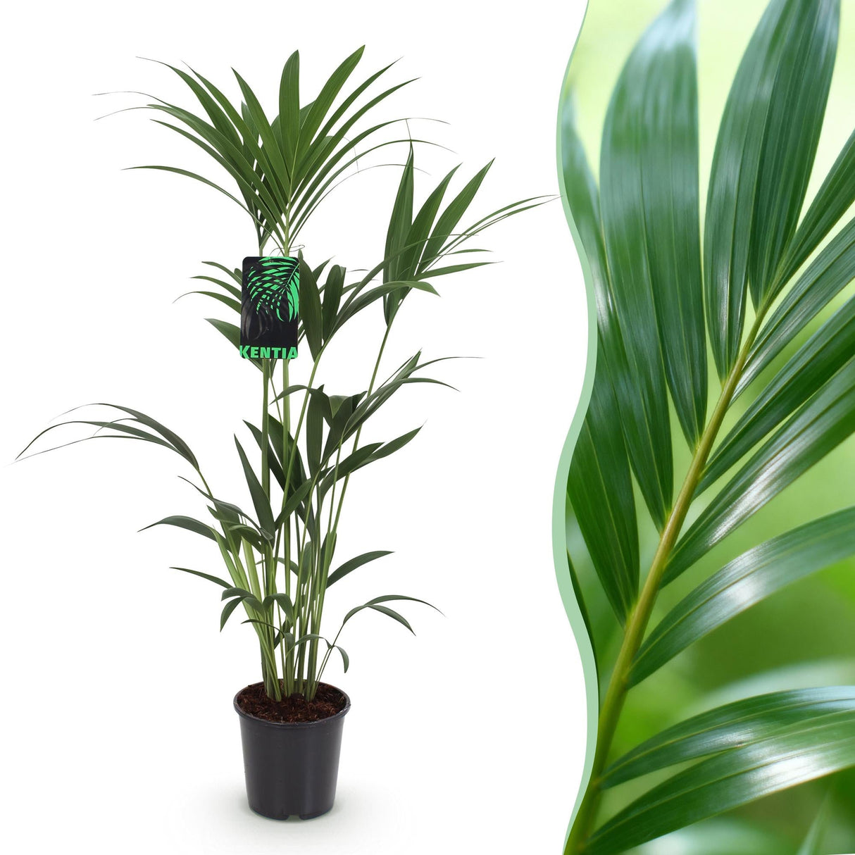 Livraison plante Kentia Howea forsteriana d21 cm – H120 cm