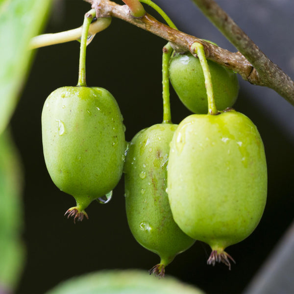 Livraison plante Kiwi Actinidia arguta Issai – Lot de 2 – Pot 11 cm