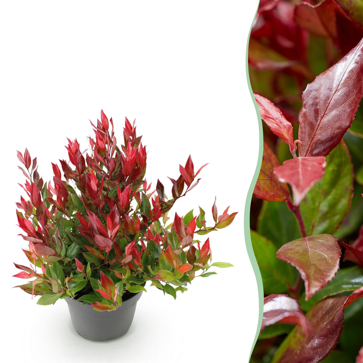 Livraison plante Leucothoe Little Flame – Lot de 1 – Pot 17cm – Hauteur 40cm