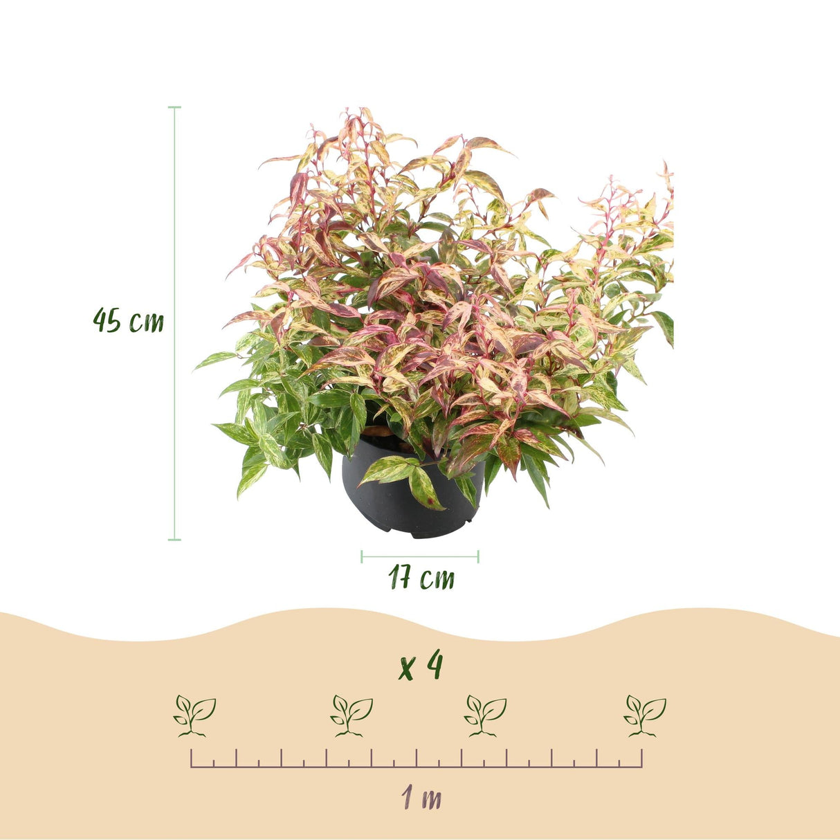 Livraison plante Leucothoe Makijaz – Lot de 1 – Pot 17 cm – Hauteur 45 cm