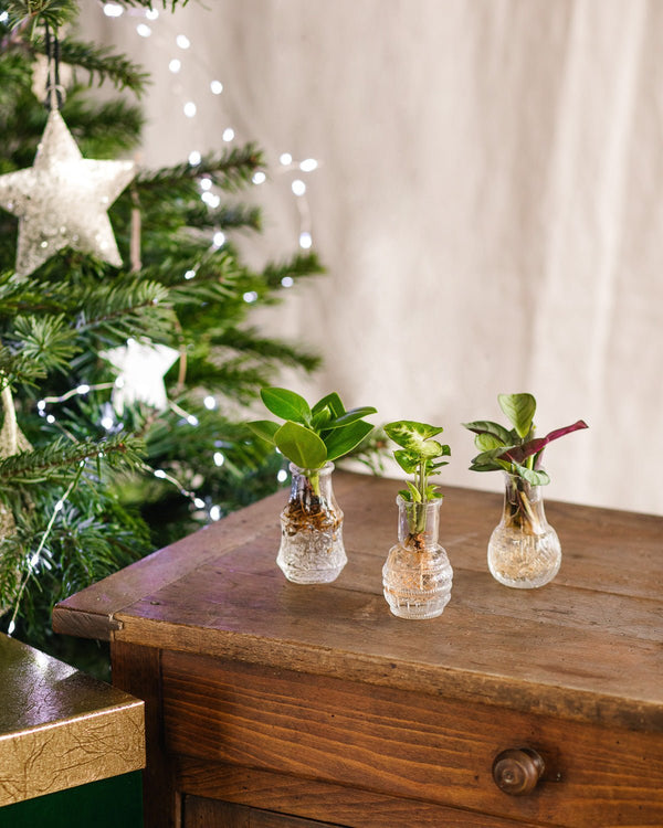 Livraison plante LIMA - Trio de plantes en hydroculture