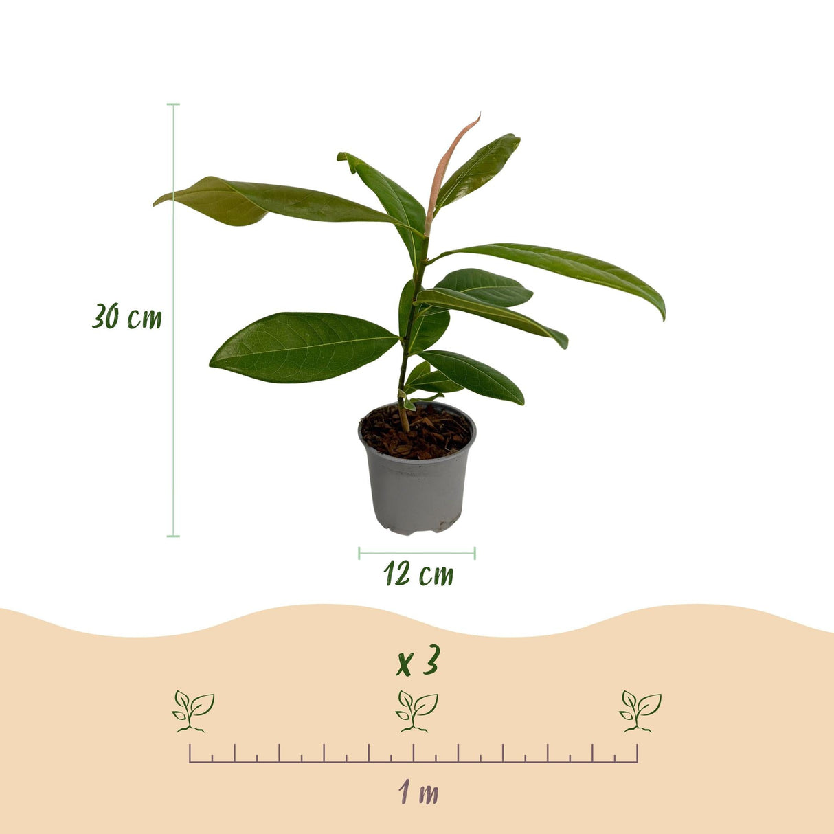 Livraison plante Magnolia grandiflora – Lot de 1 – Pot 12 cm – Hauteur 30 cm