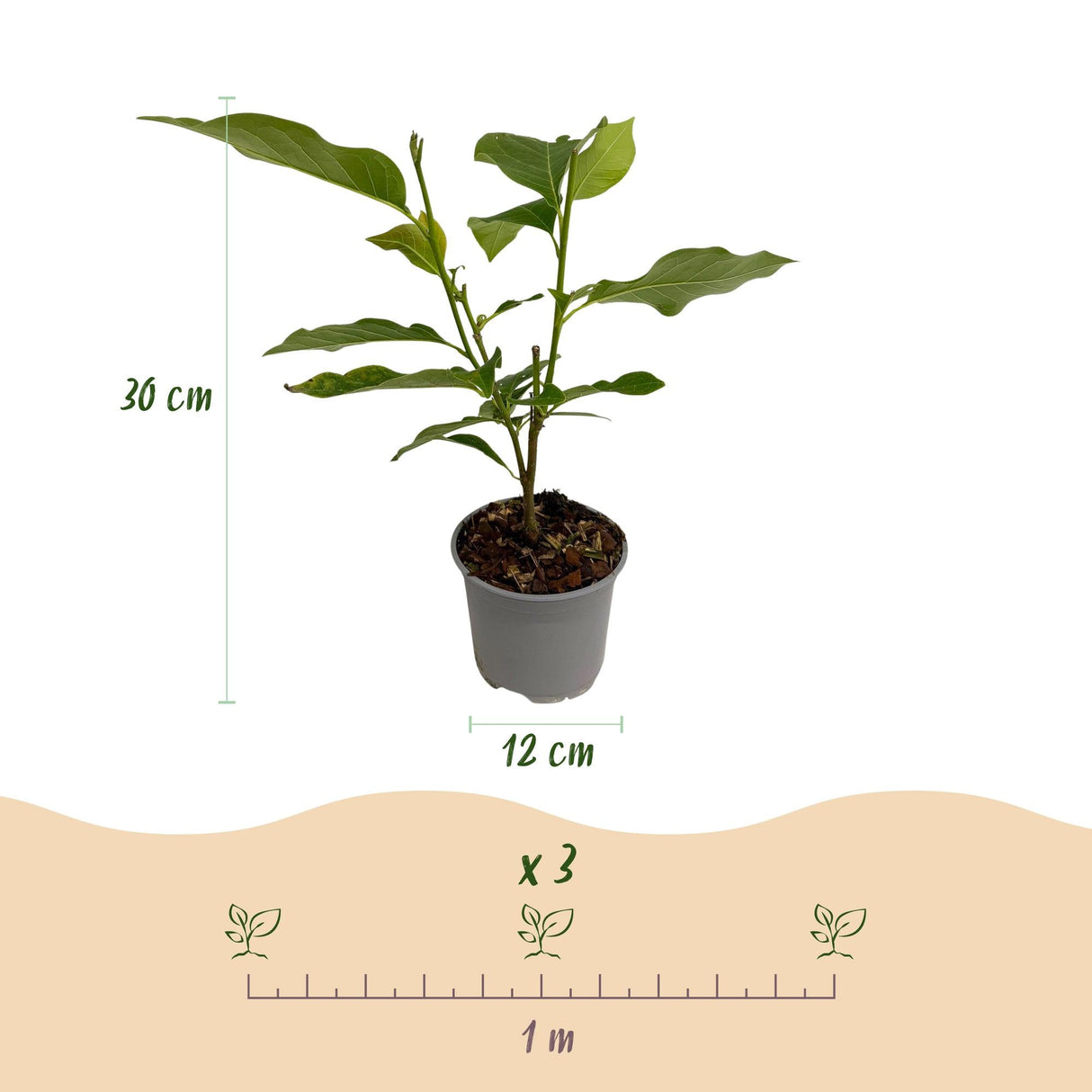 Livraison plante Magnolia soulangeana – Lot de 1 – Pot 12 cm – Hauteur 30 cm