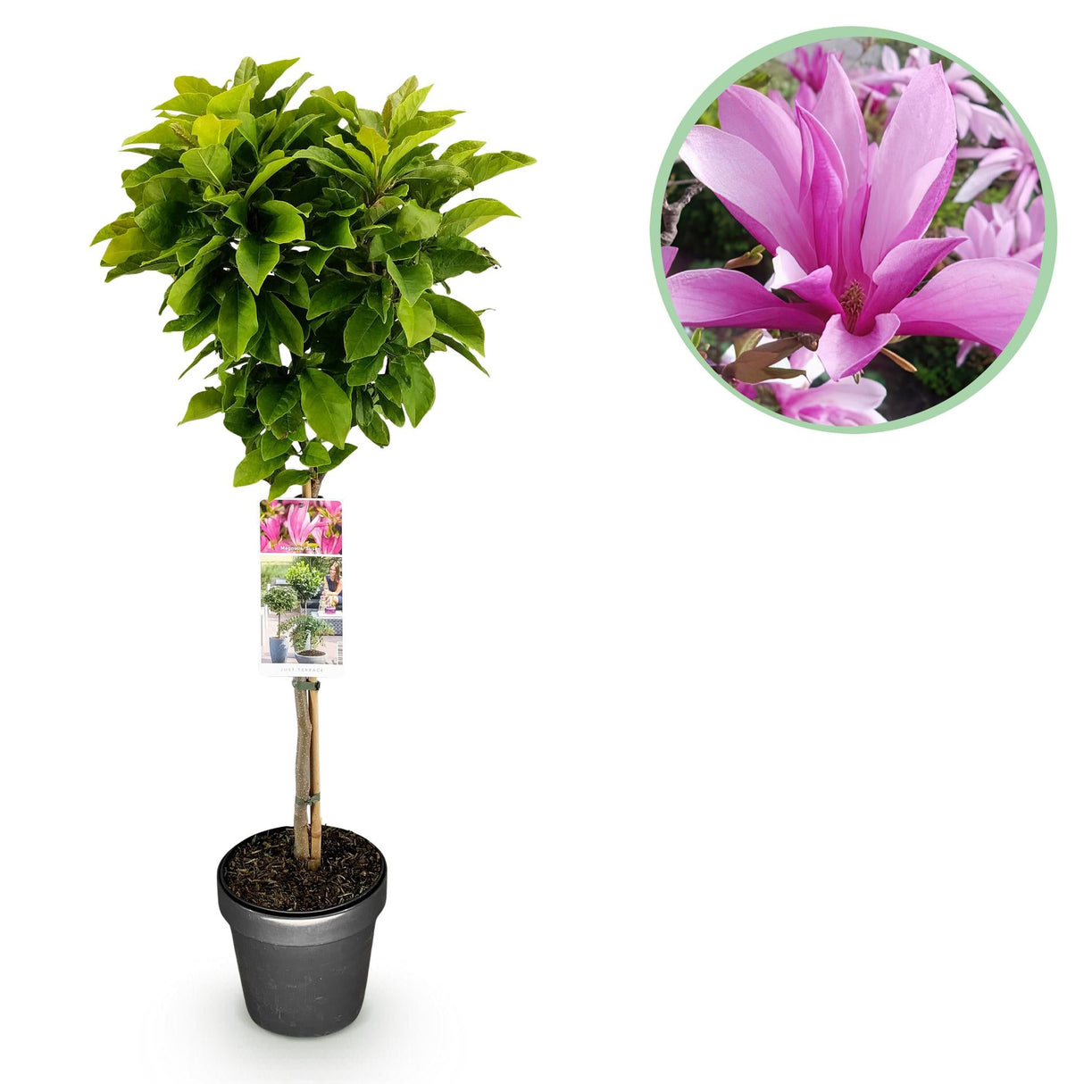 Livraison plante Magnolia Susan – Lot de 1 – Pot 19 cm – Hauteur 90 cm