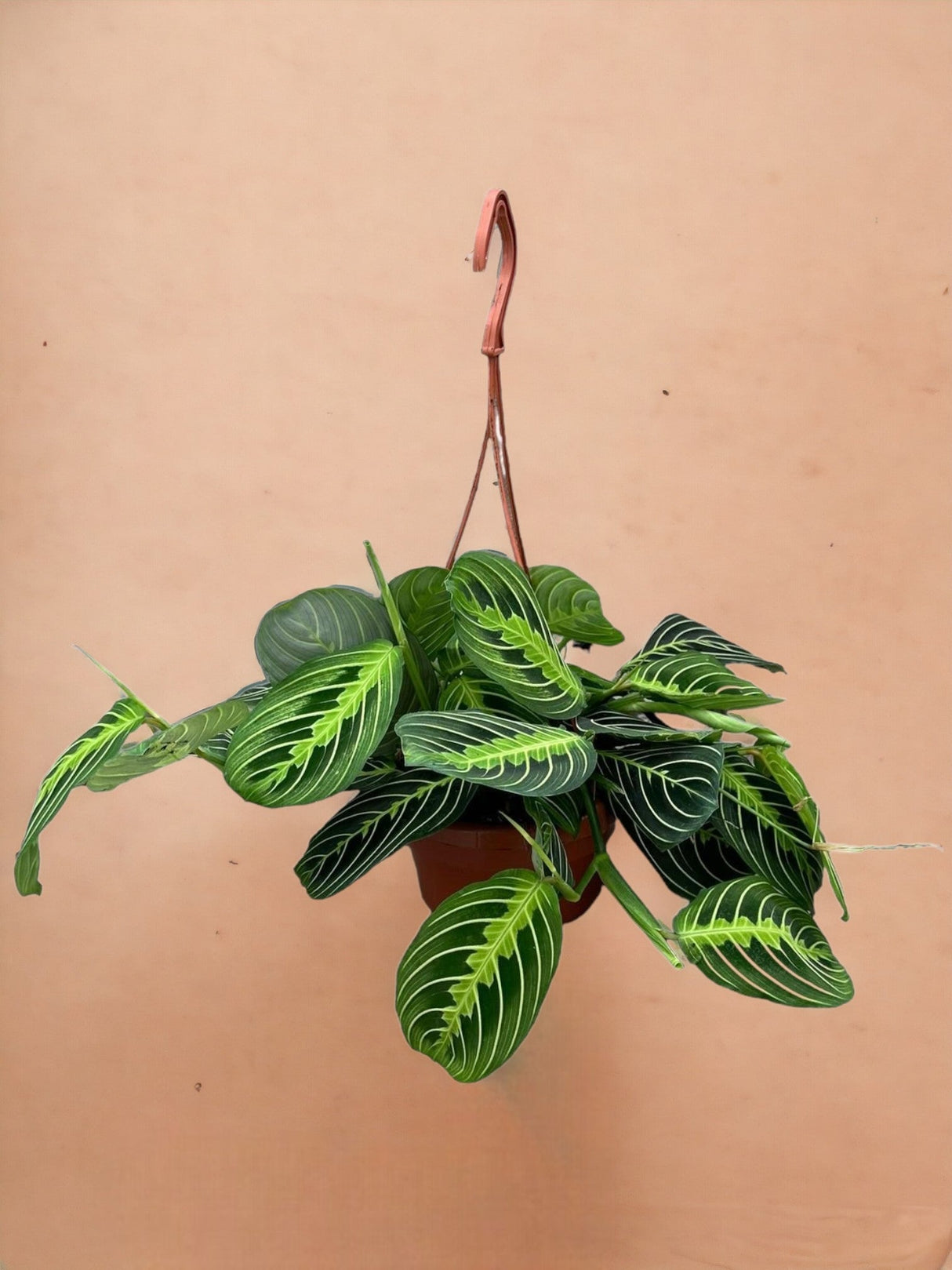 Livraison plante Maranta Lemon Lime