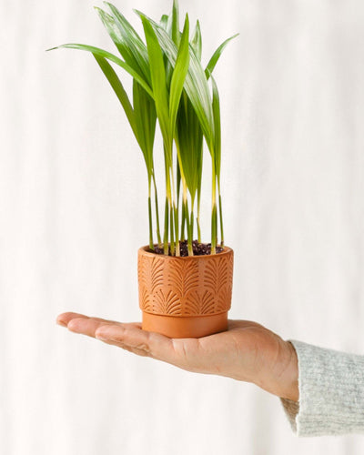 Mini-Chrysalidocarpus lutescens