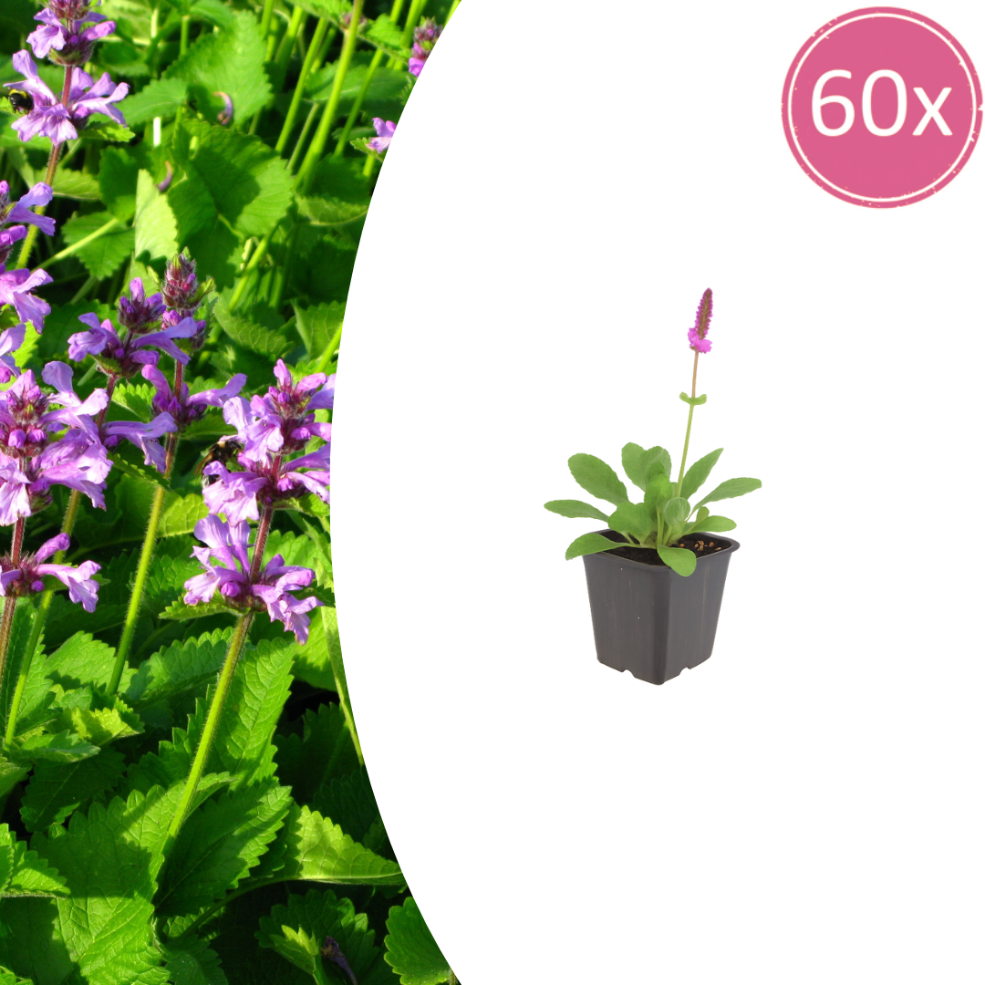 Livraison plante Oreille d'ours hummelo