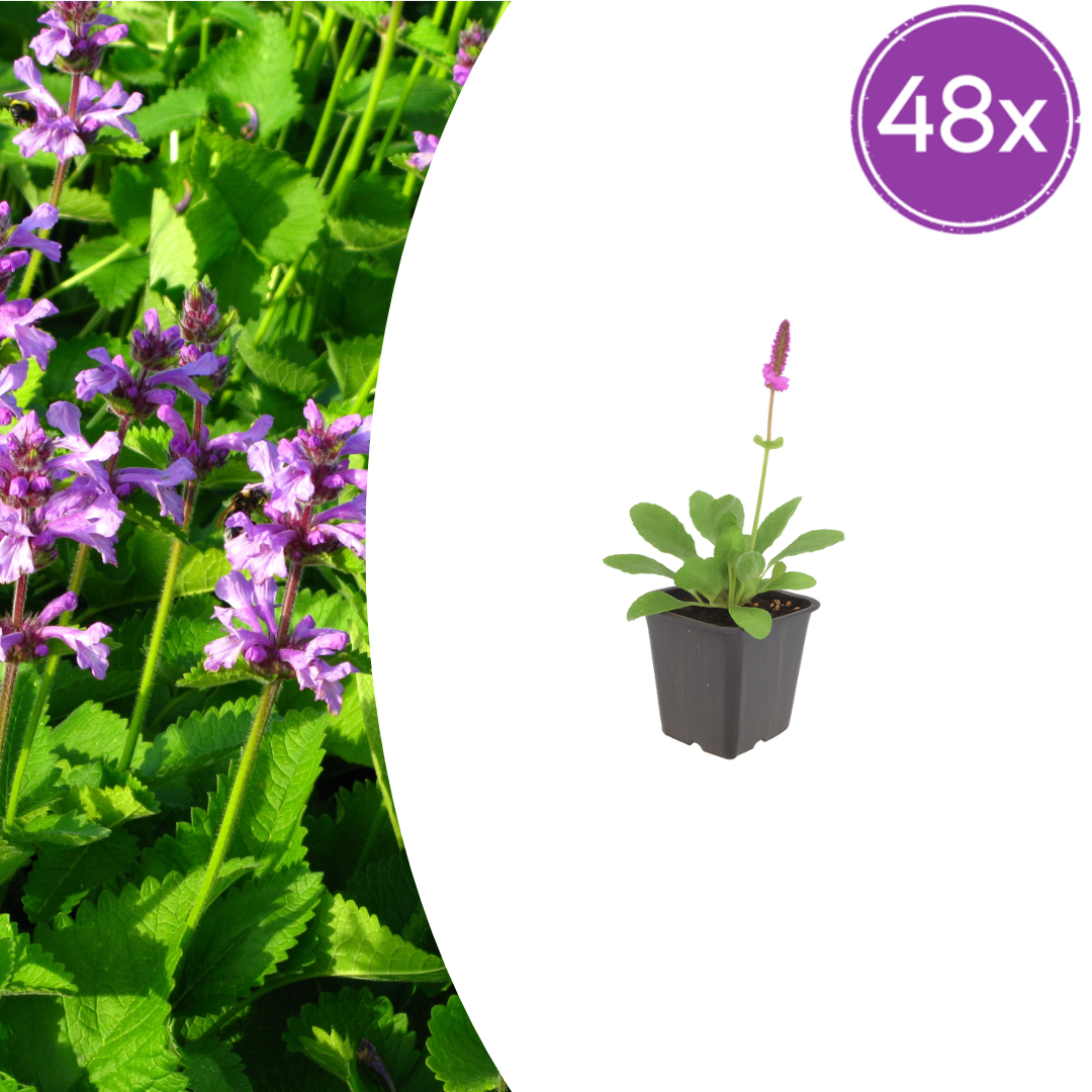 Livraison plante Oreille d'ours hummelo