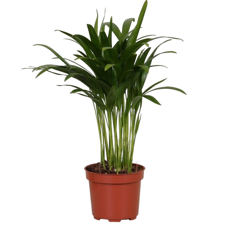 Livraison plante Palmier Areca 'Dypsis'