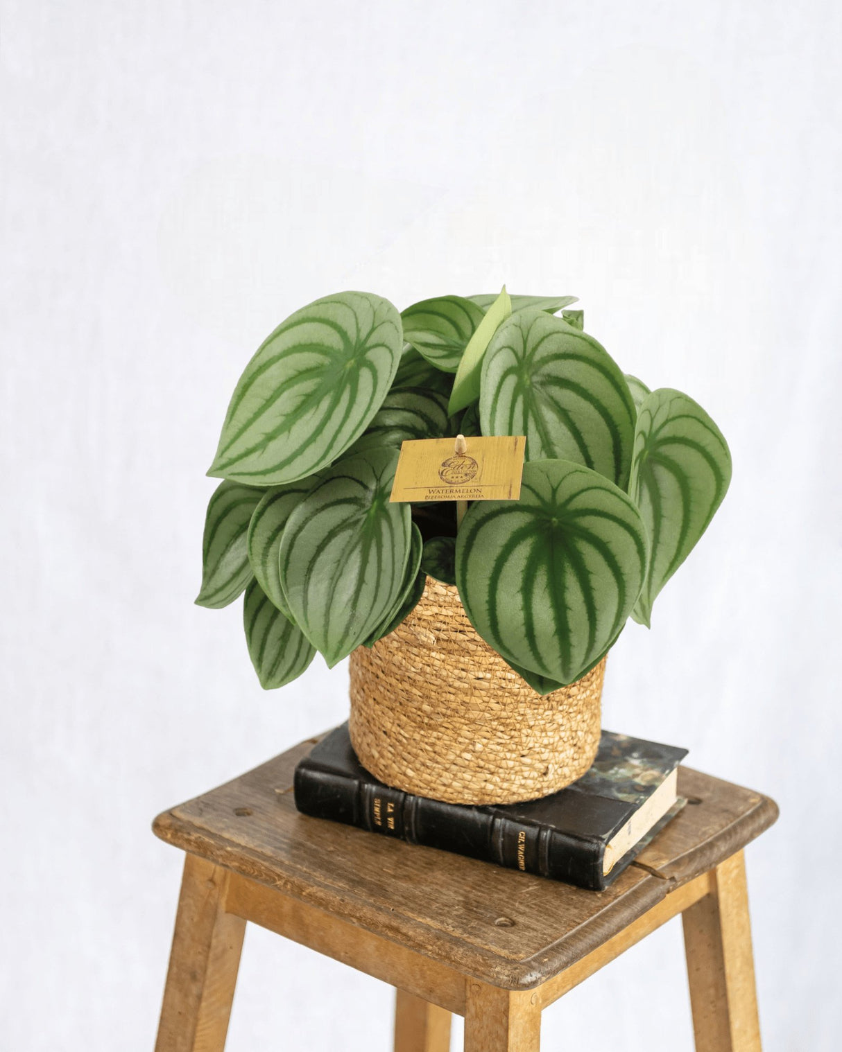 Livraison plante Peperomia Argyreia