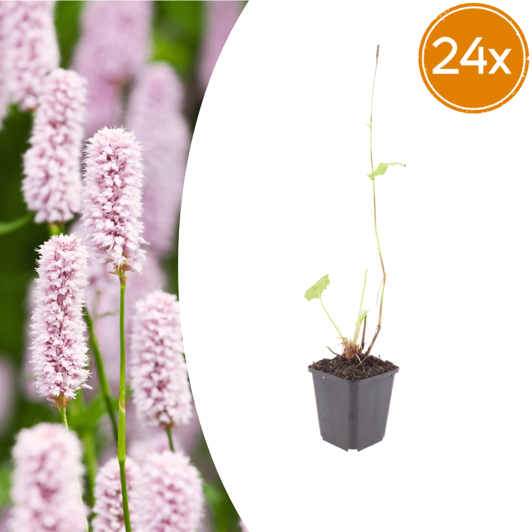 Livraison plante Persicaria bistorta