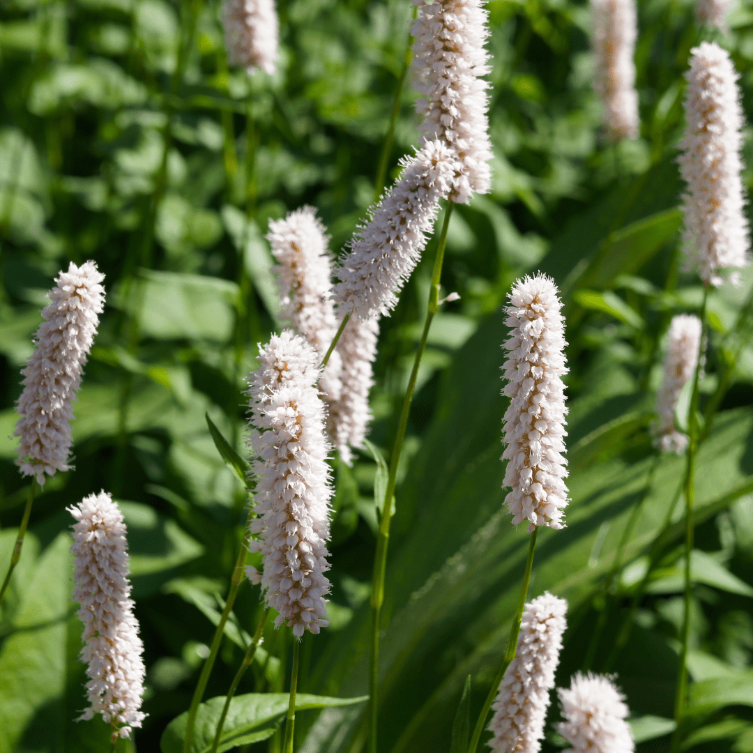 Livraison plante Persicaria superba