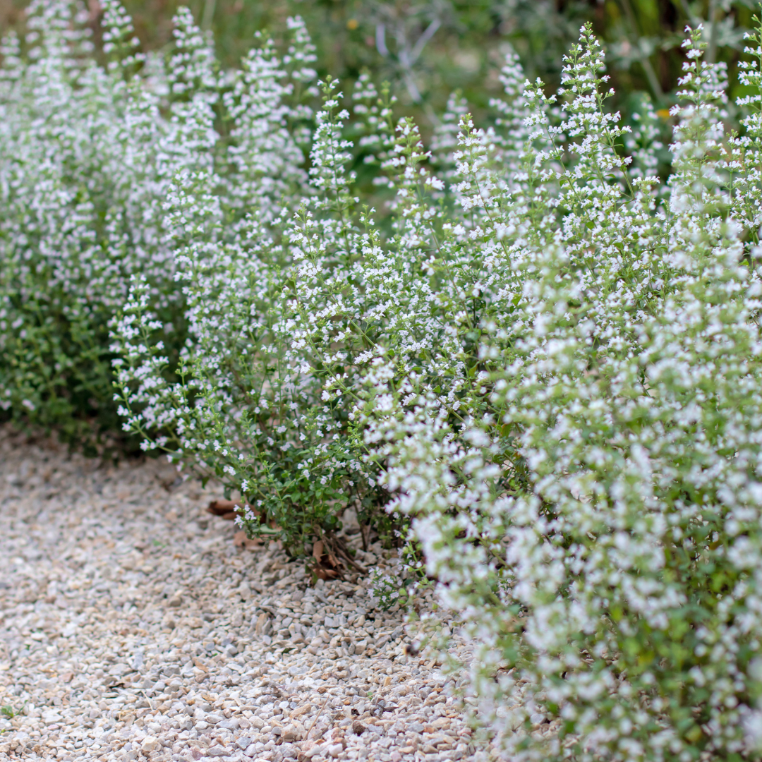 Livraison plante Petit calament