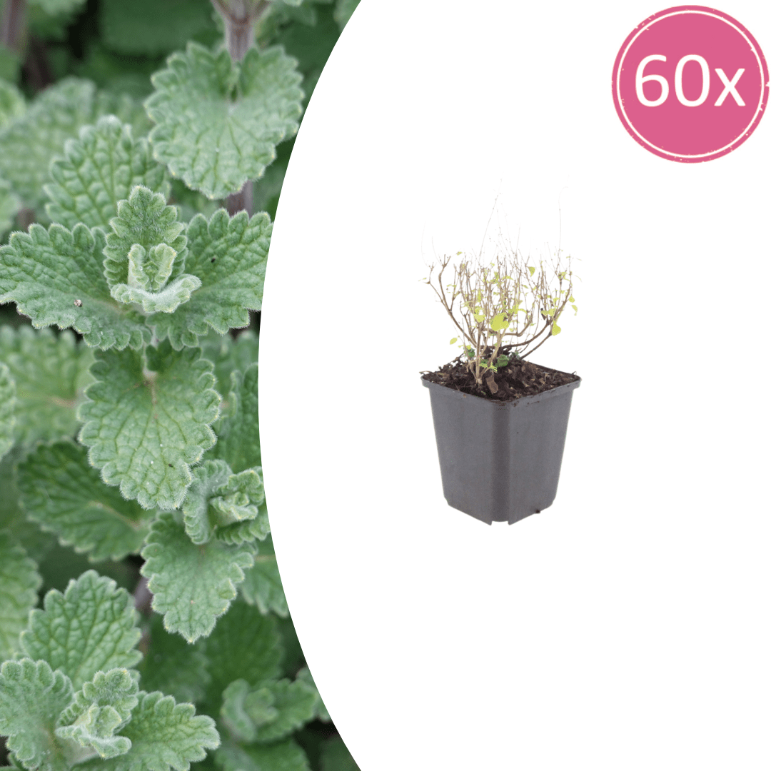 Livraison plante Petit calament