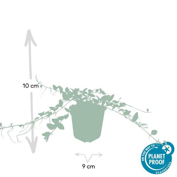 Livraison plante Petite Pervenche 'Alba'