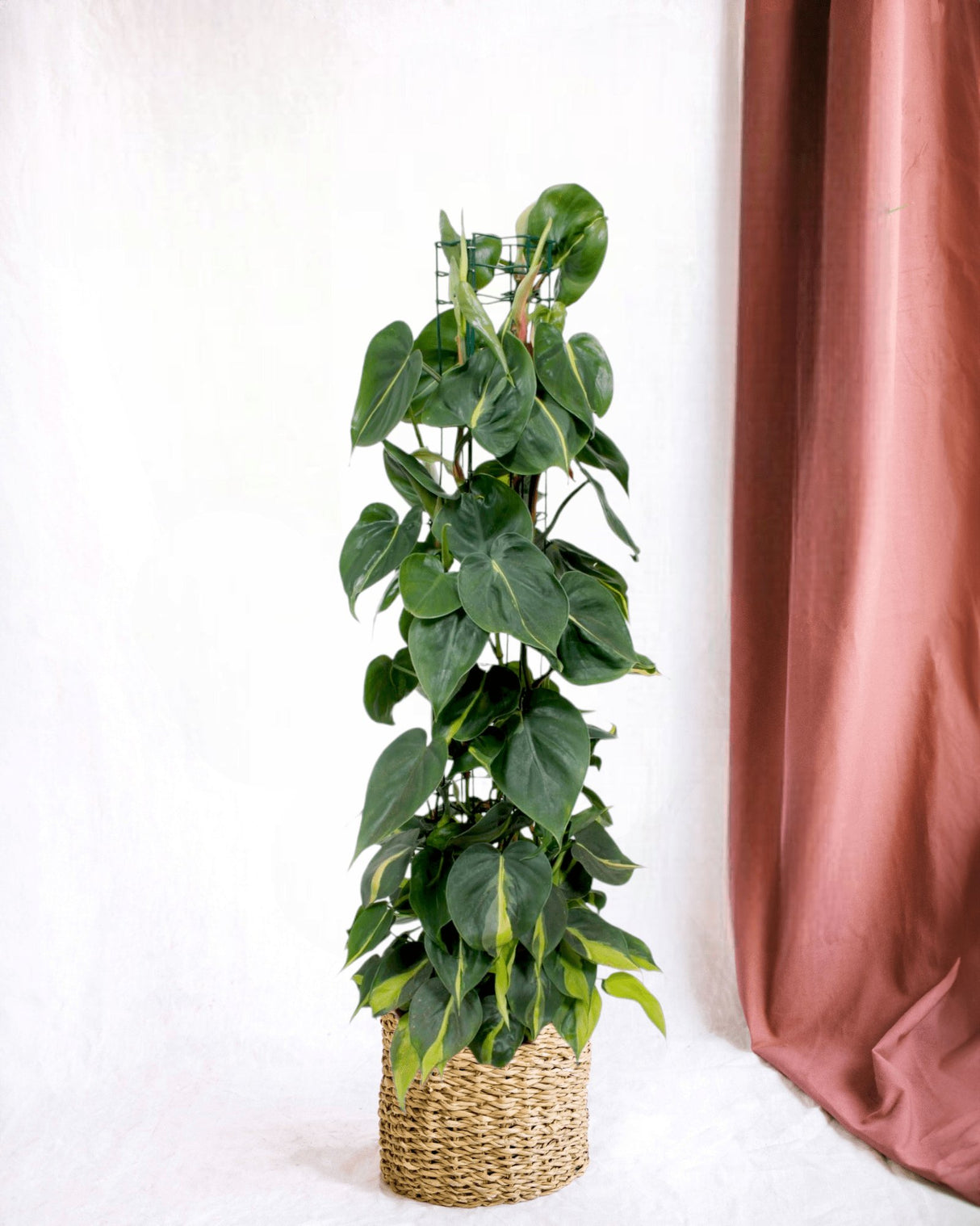 Livraison plante Philodendron Brasil