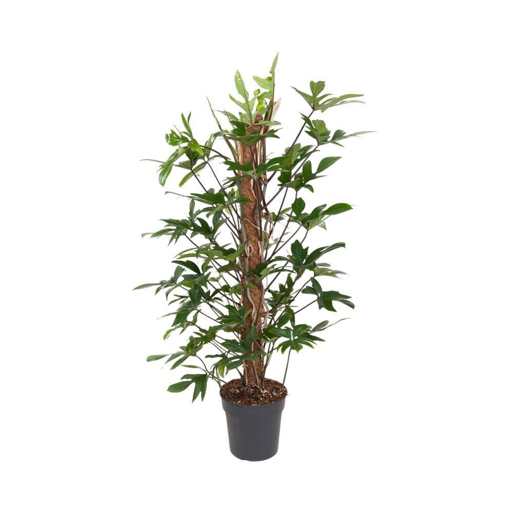Livraison plante Philodendron Pedatum
