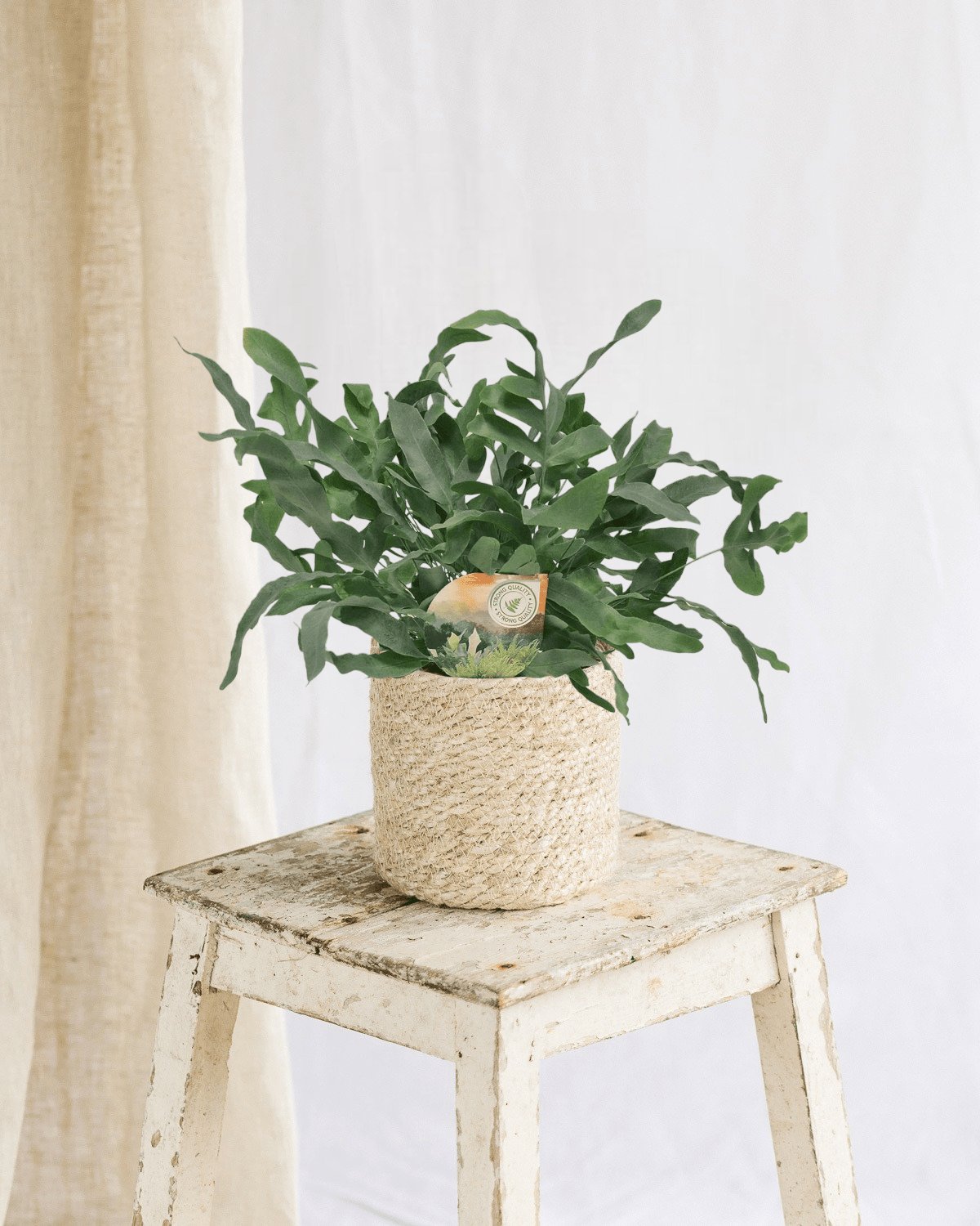 Livraison plante Phlebodium Blue Star