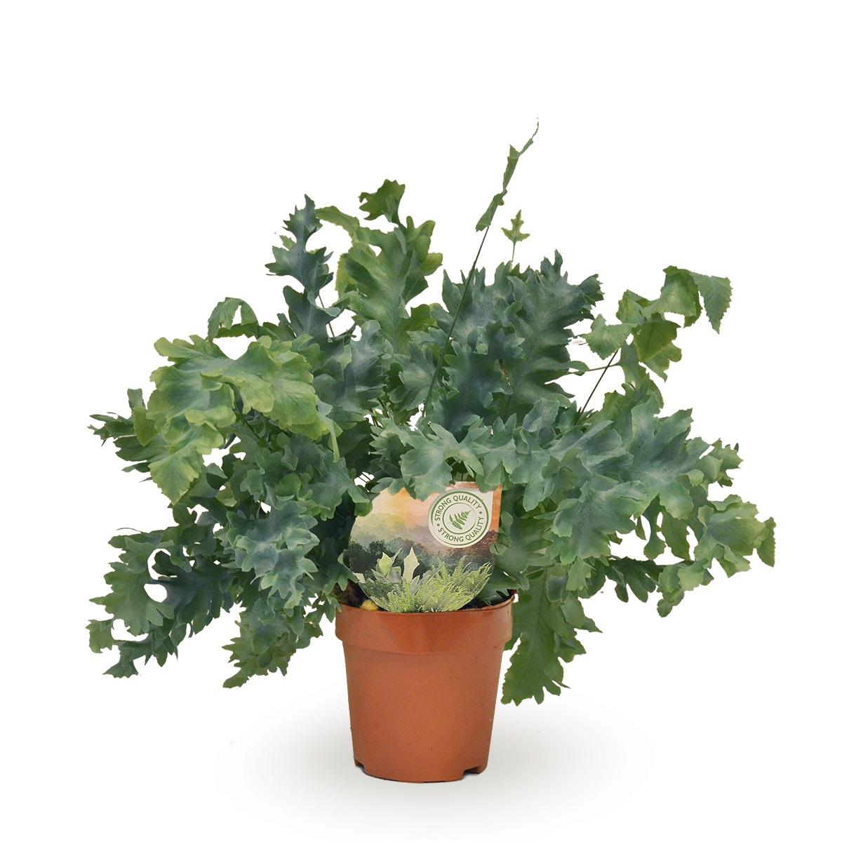 Livraison plante Phlebodium Davana