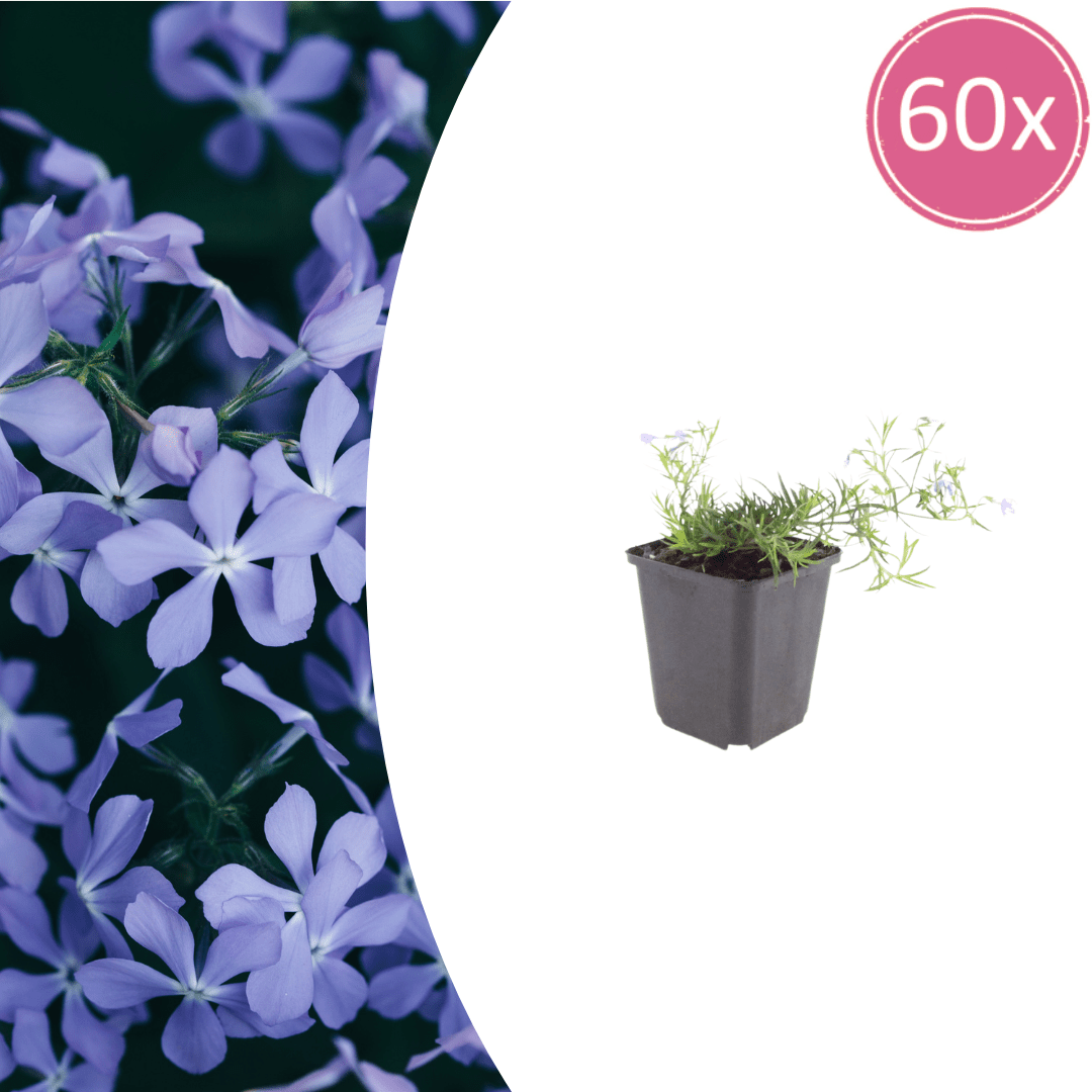 Livraison plante Phlox bleue