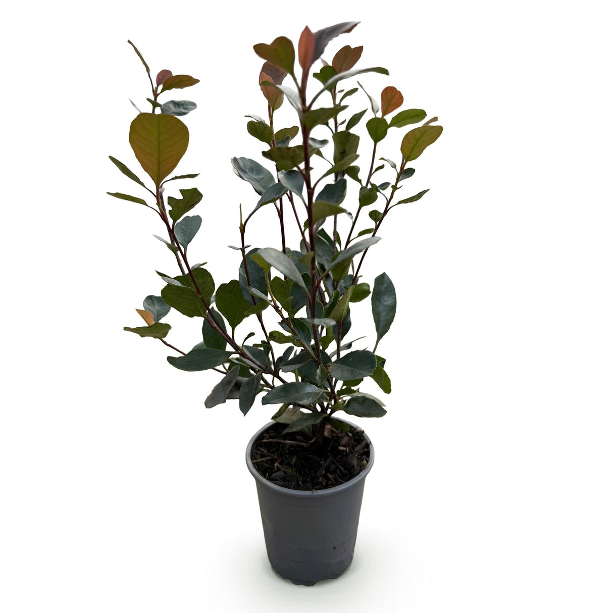 Livraison plante Photinia Little Red Robin – Lot de 8 – Hauteur 30 cm