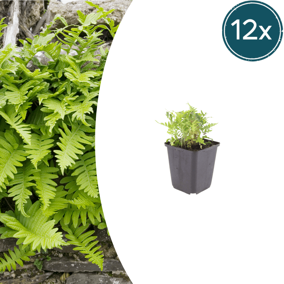 Livraison plante Polypode fougère